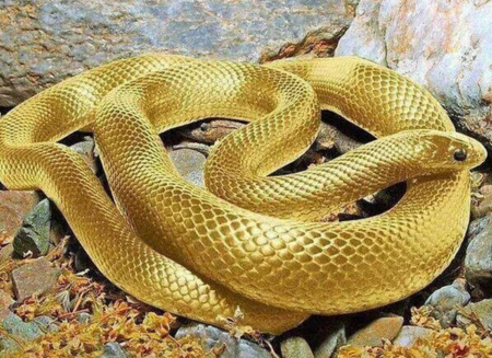 金蛇